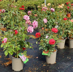 rosa-grandiflora-innesto