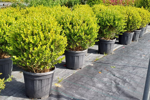 buxus-microphylla-faulkner-a-sfera