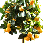 calamondino