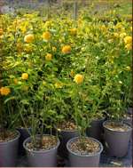 kerria-japonica-pleniflora