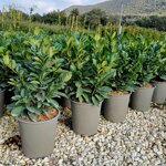 prunus-laurocerasus-titan