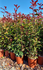 photinia-x-f-red-robin-23-talee-vaso