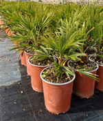 chamaerops-excelsa-trachycarpus-fort