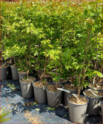 lagerstroemia-indica-acoma