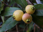 syzygium-jambos-melarosa