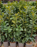 prunus-laurocerasus-novita