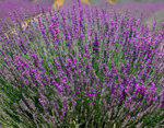 lavandula-angustifolia-officinalis