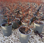 berberis-t-atropurpurea-harlequin