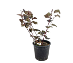 physocarpus-opulifolius-diabolo