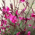 gaura-lindheimeri