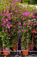 bougainvillea-sanderiana-3-canne
