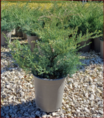 juniperus-x-gracilis-grey-owl