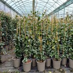 rhyncospermum-jasmtrachelospermum