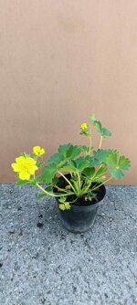 potentilla-fruticosa-goldfinger