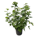 uva-spina-ribes-uva-crispa