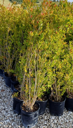 punica-granatum-vaso-24