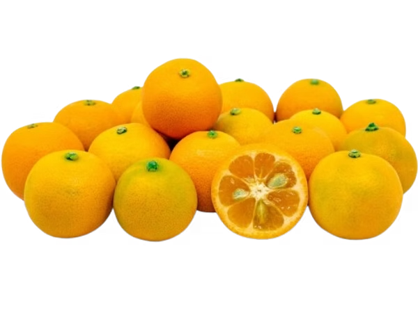 IL CALAMONDINO