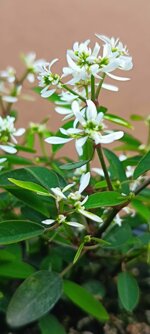 euphorbia-double-white