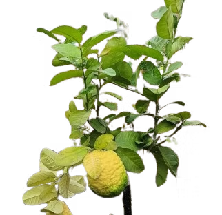 CEDRO MAXIMA - CITRUS MEDICA CEDRO MAXIMA - CITRUS MEDICA