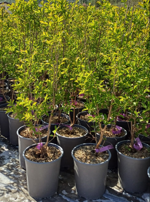 lagerstroemia-indica-petite-orchid