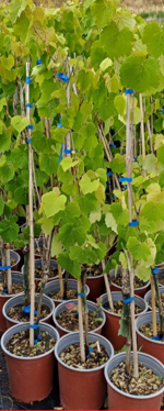 vitis-fragola-in-colori