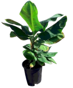 musa-acuminata-cavendish