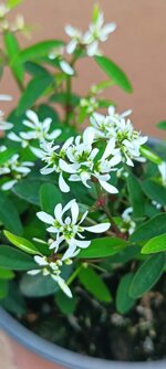 euphorbia-double-white