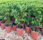 pyracantha-koidzumii-mohave