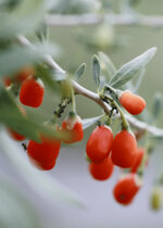 bacche-di-goji