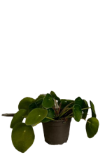 pilea-peperomioides