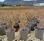 weigela-florida-nana-purpurea