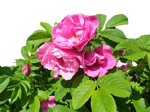rosa-rugosa