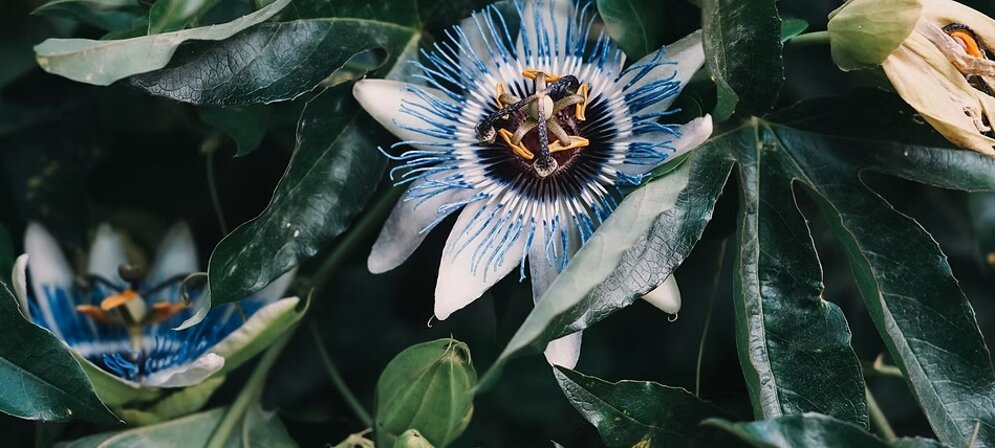 imgi_1_image by anya chernik.jpeg