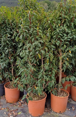 prunus-lusitanica-angustifolia-vaso-24