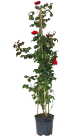 rosa-rampicante-in-varieta