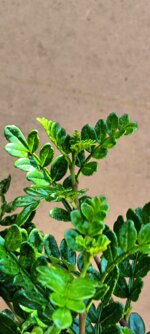 zanthoxylum-piperitum