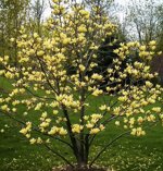 magnolia-butterflies