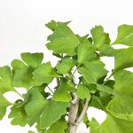ginkgo-biloba