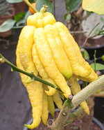 mano-di-buddha-citrus-medica-sarcodactylus