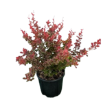 berberis-t-orange-rocket