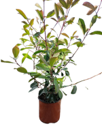 photinia-x-fraseri-red-robin