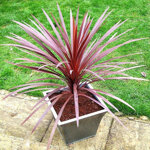 dracaena-purpurea