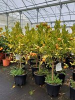 mandarino-citrus-reticulata