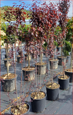 prunus-cerasifera-pissardii-cespuglio