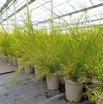 russelia-juncea-alba-bianca