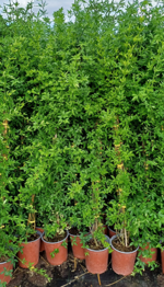 jasminum-primulinum-mesnyi