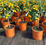 mandarino-nano-kumquat-citrus-japonica
