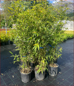 bambusa-phyllostachys-aurea