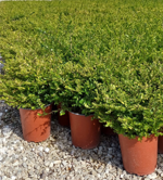 lonicera-nitida-maigrun