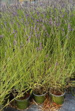 lavandula-angustifolia-officinalis
